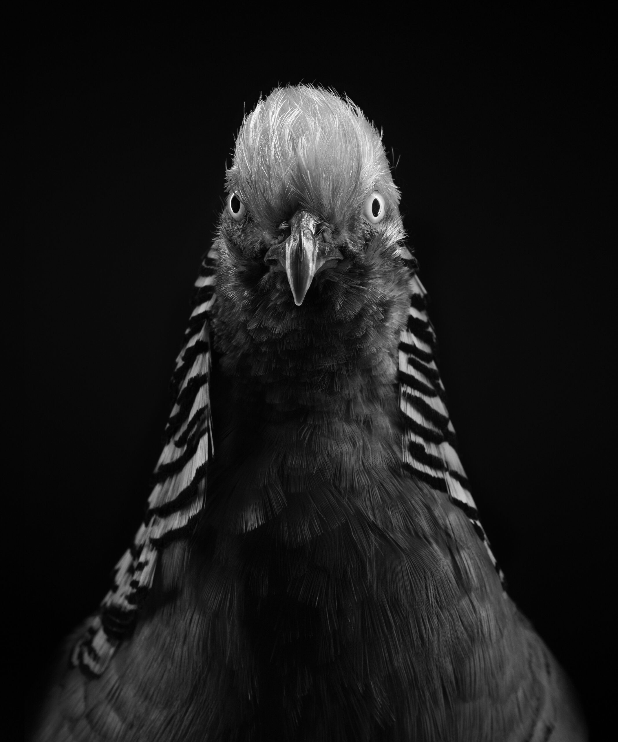 Stacked from 5 images. Method=C (S=4)