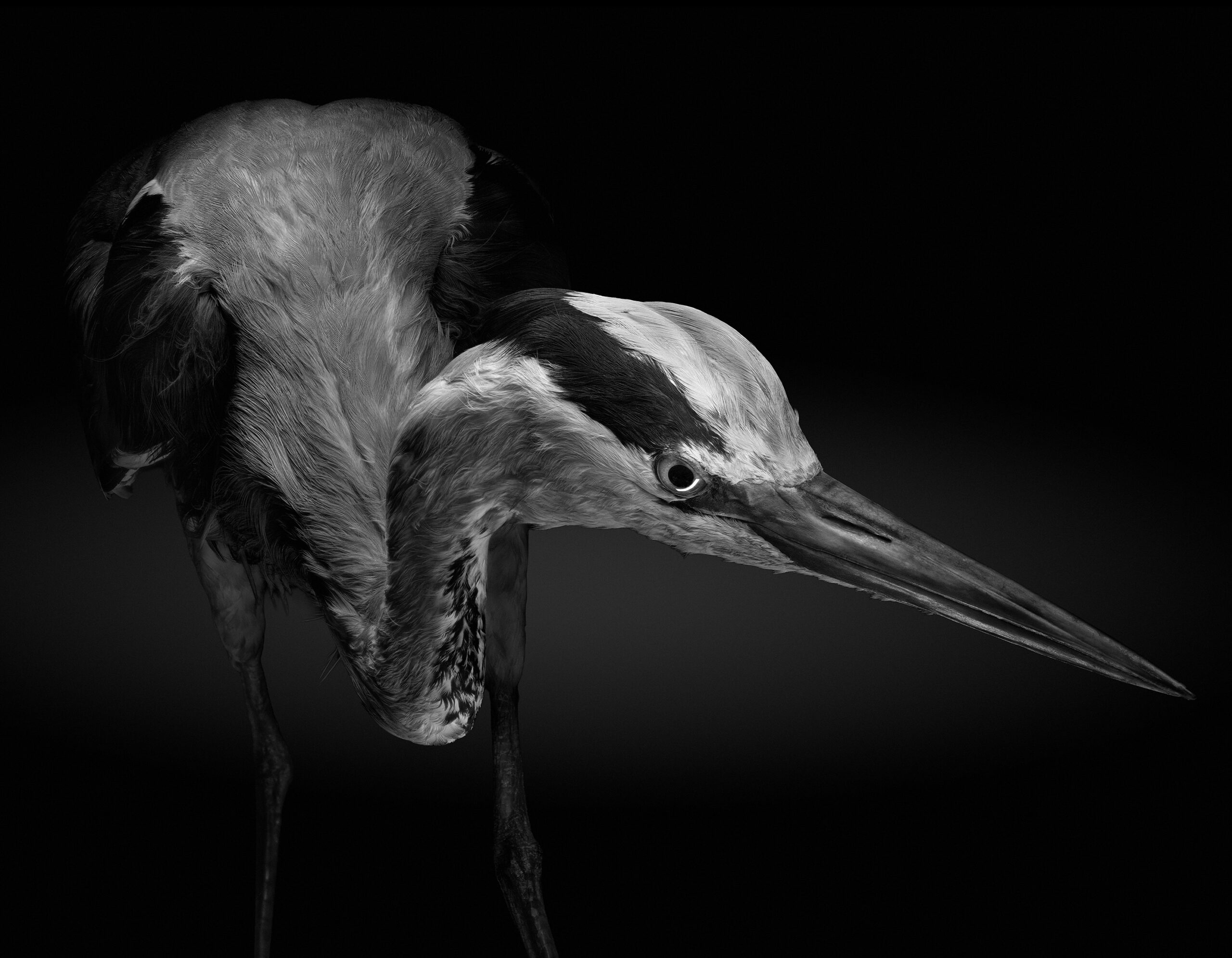 Stacked from 12 images. Method=C (S=4)