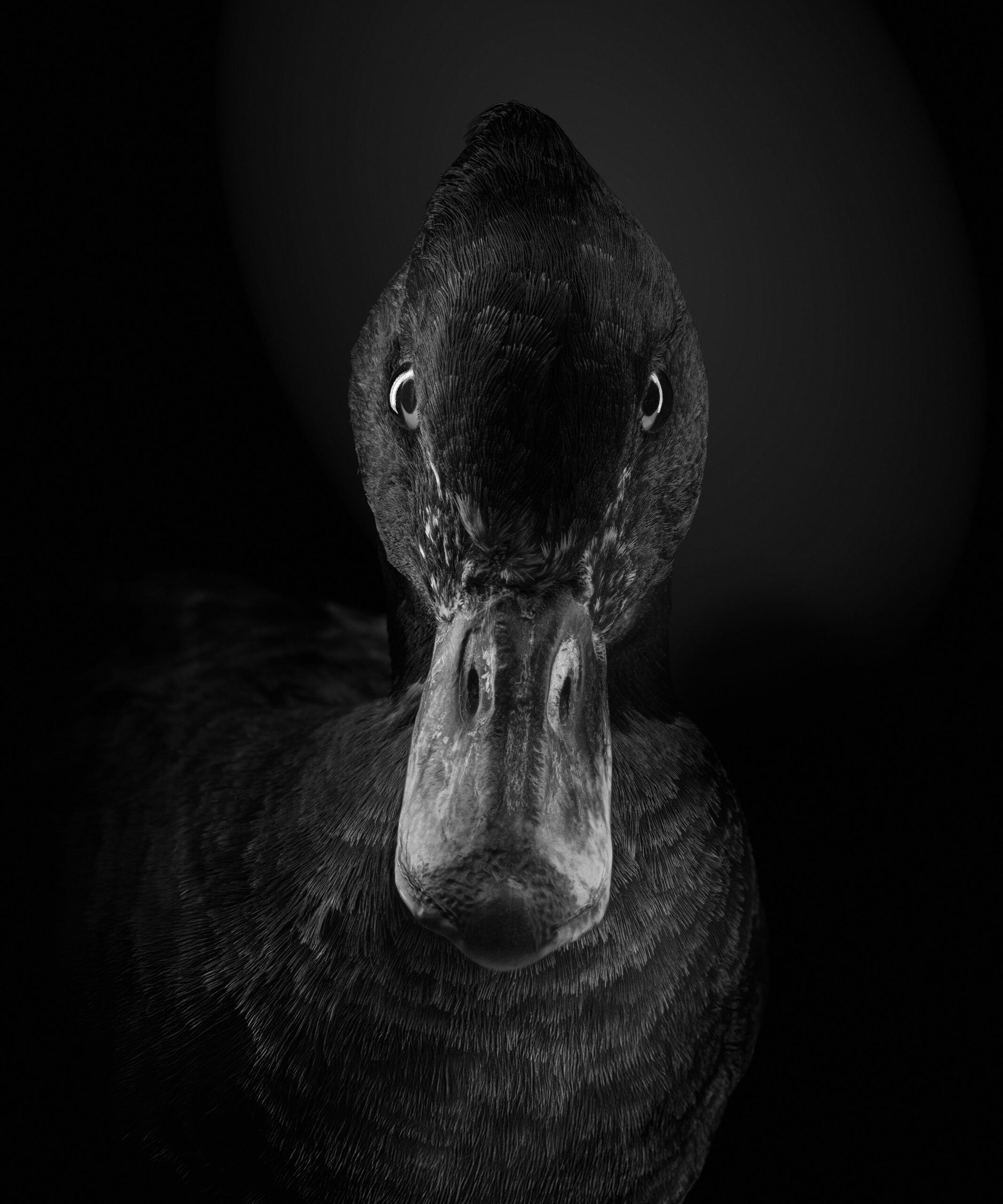 Stacked from 8 images. Method=C (S=4)