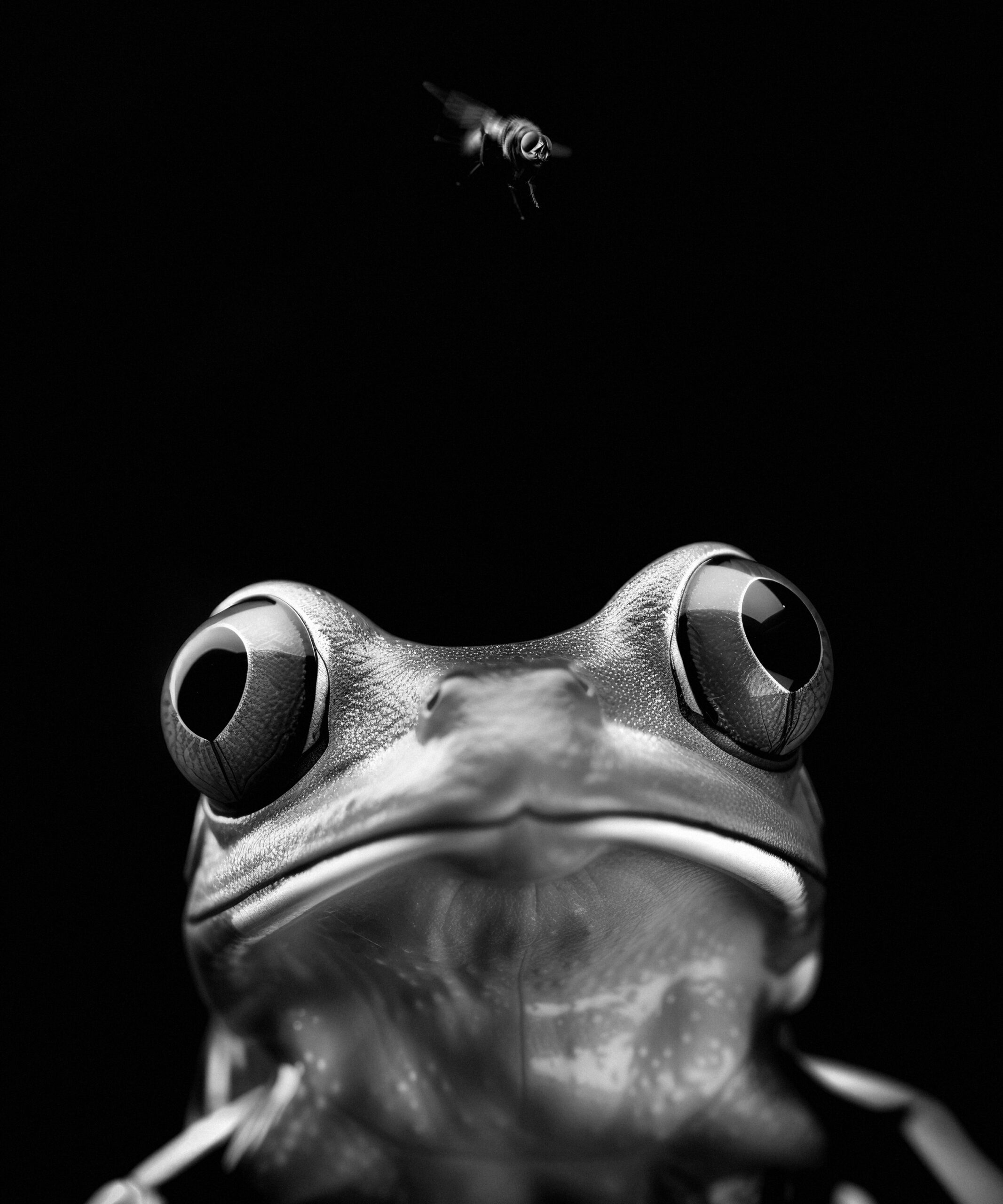 frosch und fliegeex_lowres