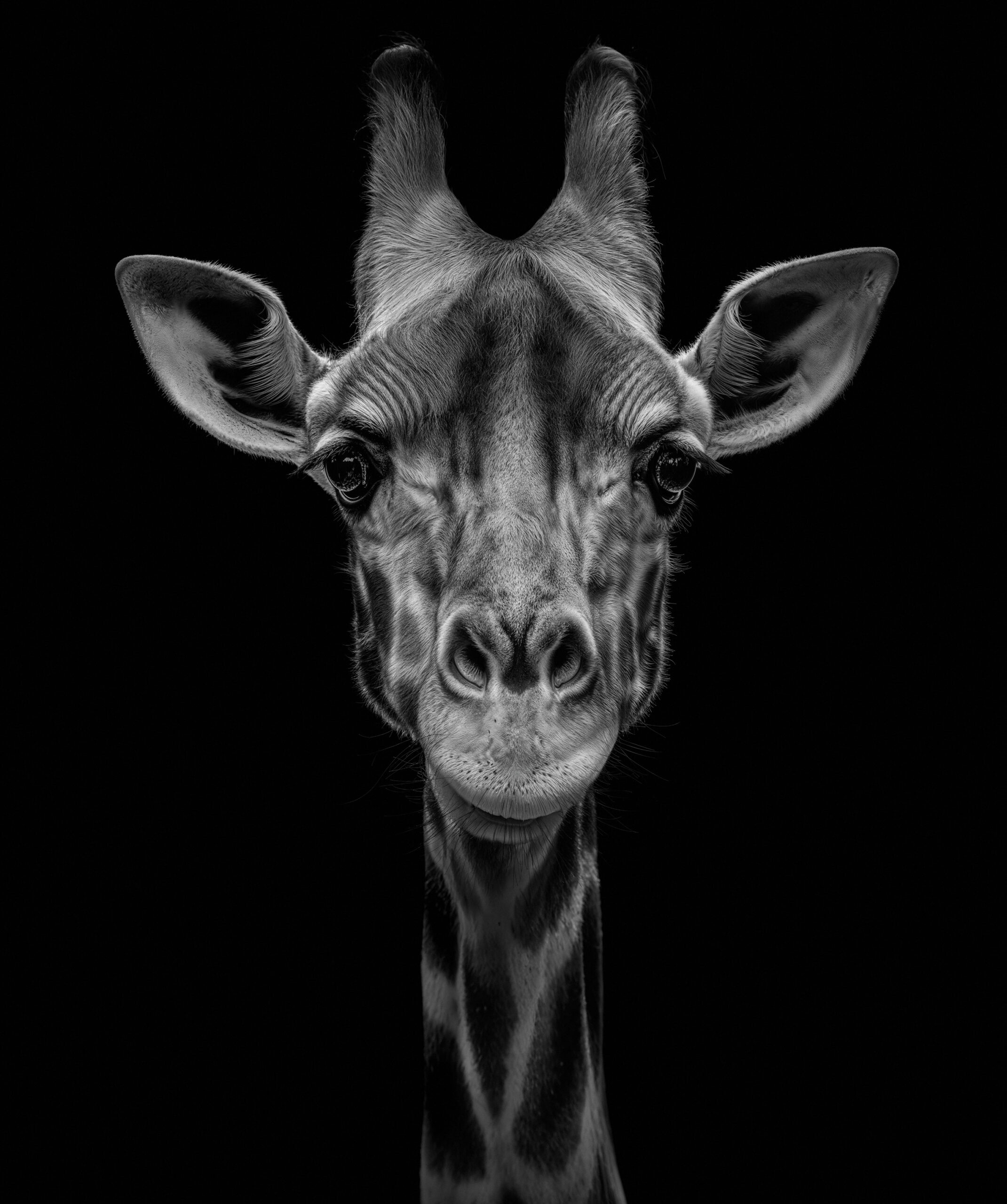 giraffe_lowres