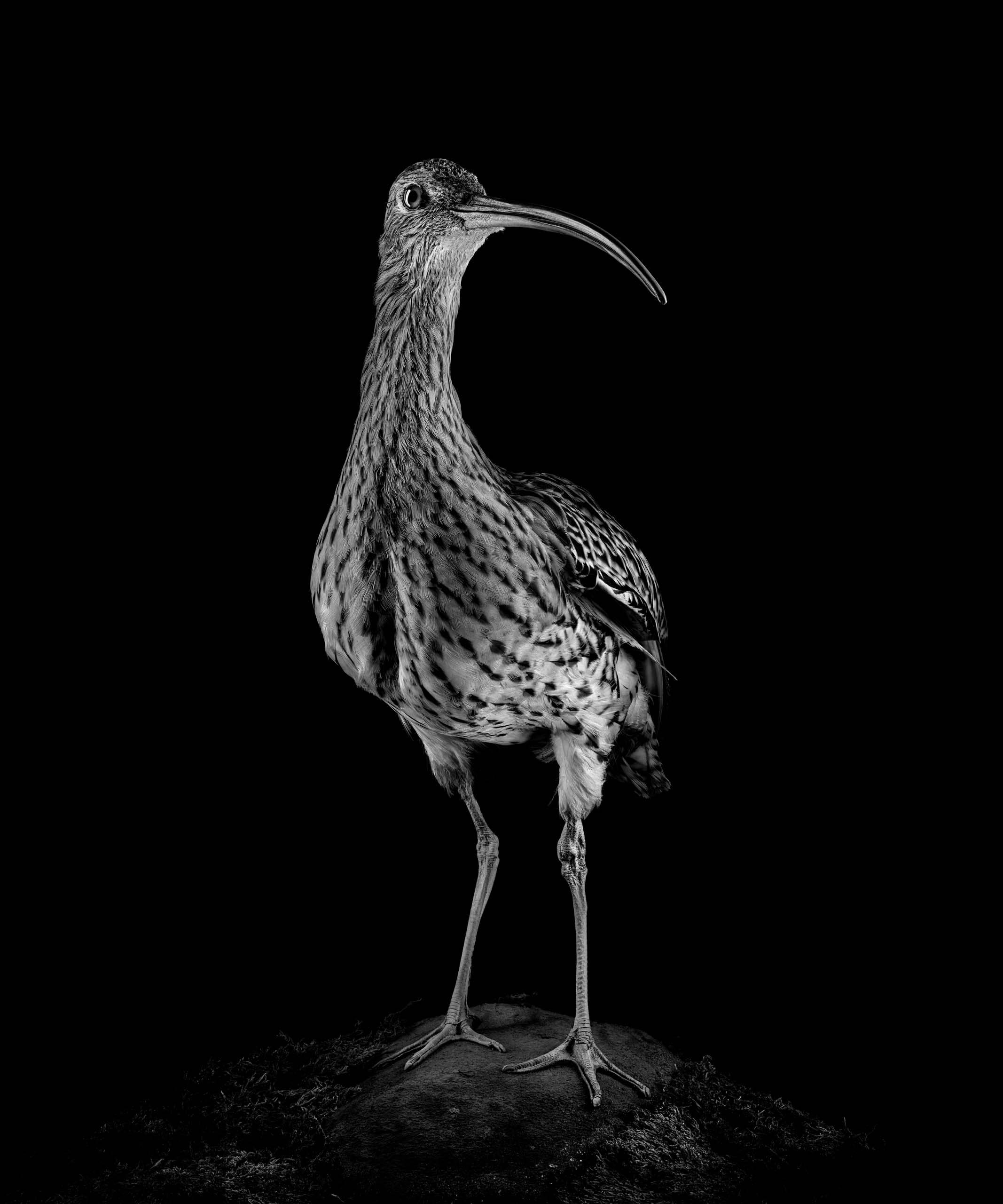 Grosser Brachvogel Museum Stemmler
