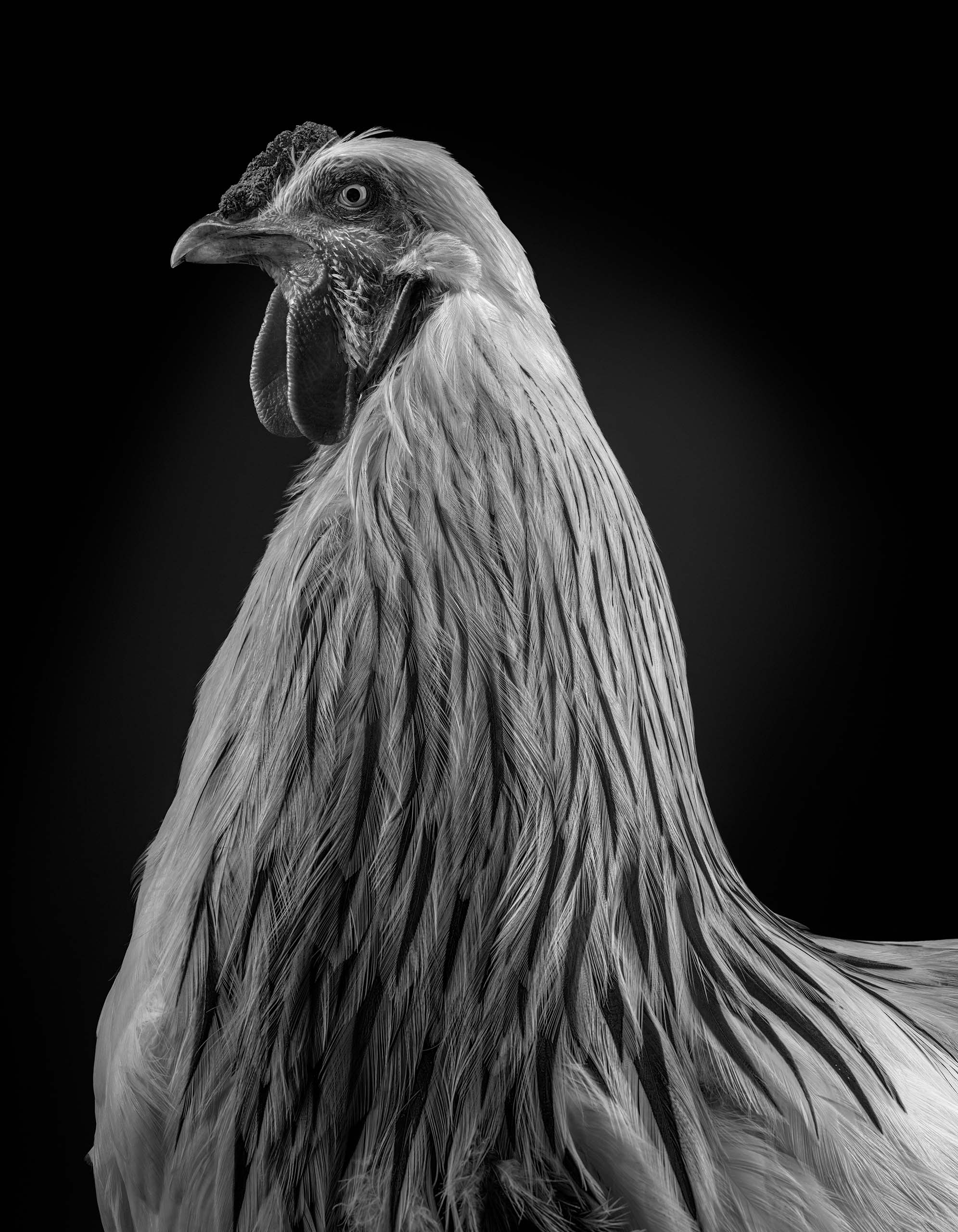 Brahma Profil Museum zu Allerheiligen