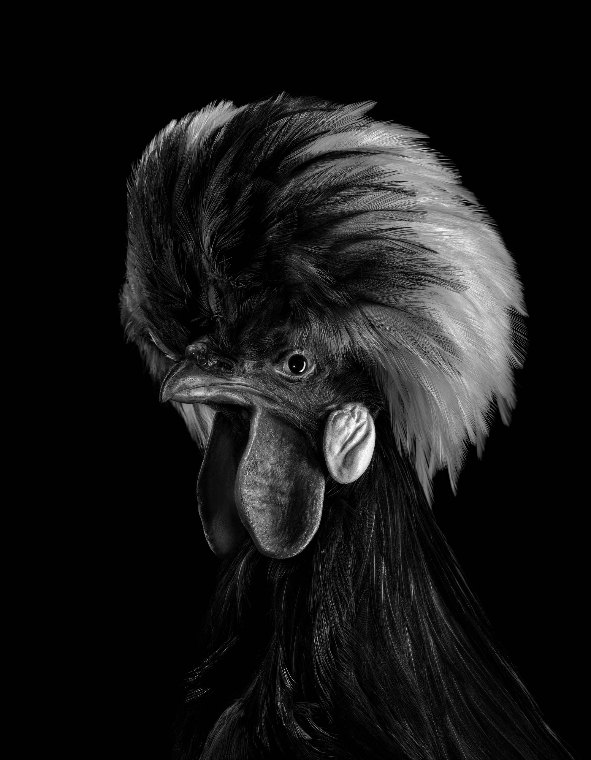 Holländer Haubenhuhn Museum zu Allerheiligen