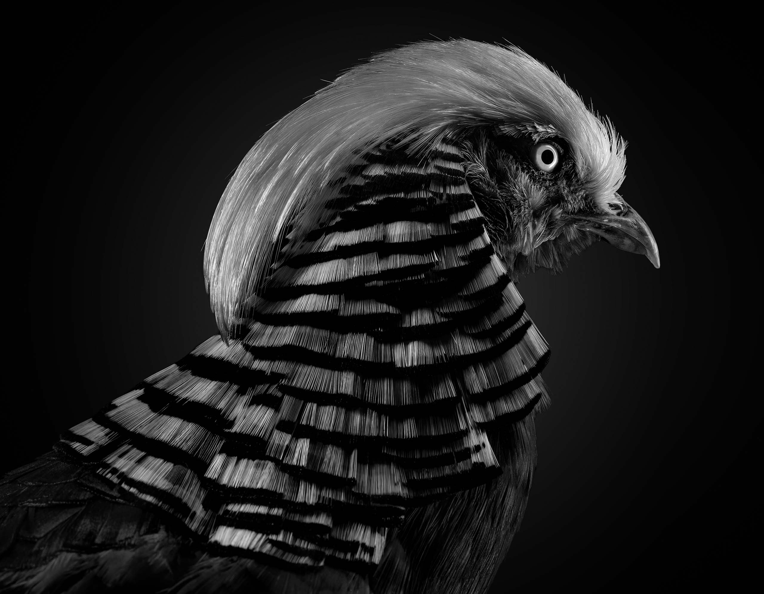 Goldfasan Profil Museum zu Allerheiligen